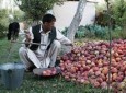 افزایش محصولات انگور و کاهش حاصلات سیب در غزنی