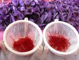 کشت زعفران در هرات به گونه چشمگیر افزایش یافته است