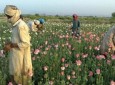 افزایش ۸۷ درصدی تولید مواد مخدر در افغانستان