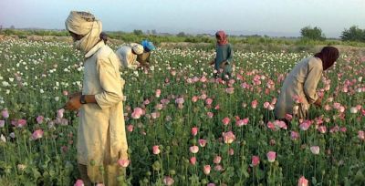 سروې: سږکال افغانستان کې د کوکنارو کر ۶۳ او د اپینو تولید ۸۷ فیصده زیاتوالی موندلی