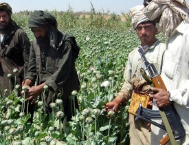 پیروزی بر طالبان بدون نابودی مواد مخدر  میسر نمی شود