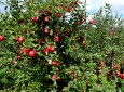 آغاز کمپاین احداث باغ‌های میوه در شمال شرق افغانستان