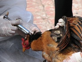 هشدار وزارت زراعت نسبت به شیوع آنفلوآنزای مرغی