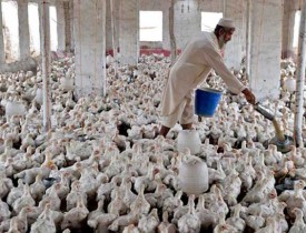 موارد آنفلوانزای مرغی در کابل، از نوع بی خطر بوده است/ از ورود و خروج طیور در ولایت خوست جلوگیری شده است