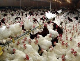 آنفولانزا جان 3600 مرغ را در هرات گرفت