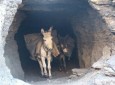 استخراج غیر قانونی زغال سنگ از سوی زورمندان در بامیان