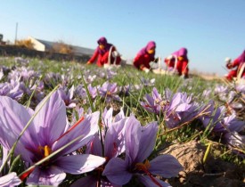 افزایش بی سابقه حاصلات زعفران در کشور