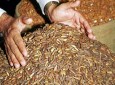 Booming Pine Nut Sector Plagued By Challenges