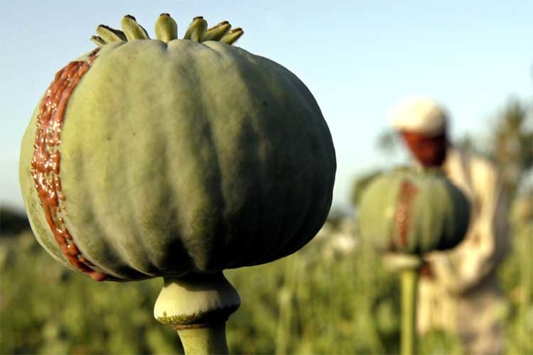 Helmand Farmers Cultivating Poppies Year Round