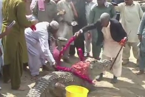 چرا مردم در پاکستان بر گردن تمساح‌ها گل می‌گذارند و آن‌ها را رنگ‌آمیزی می‌کنند؟  