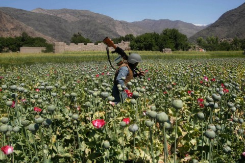 Iran Warns of High Drug Production in Afghanistan
