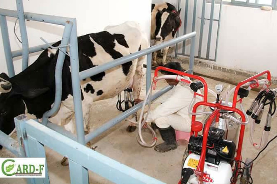 بهره‌برداری از 12 فارم پرورش گاو شیری در بلخ/ این فارم‌ها روزانه‌ ظرفیت تولید دو هزار و ۴۰۰ لیتر شیر را دارند