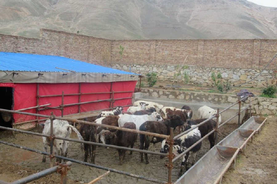 ایجاد فارم پرورش گوساله های گوشتی در کابل