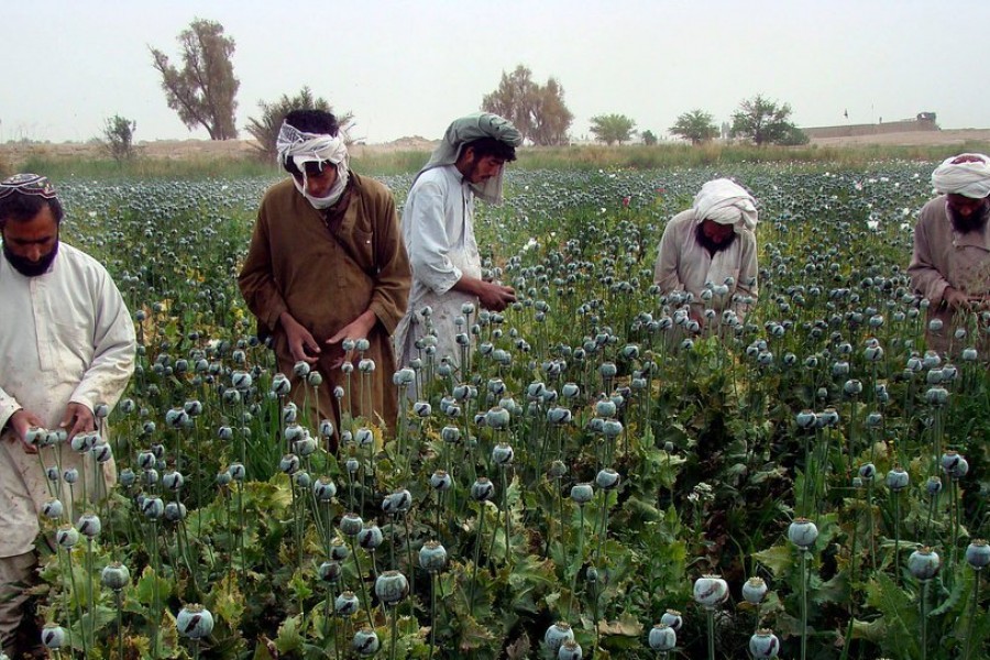 عواید یک میلیارد دالری کشاورزان افغانستان از کشت کوکنار
