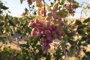 Laghman officials optimistic regarding the growth in Pistachios harvest