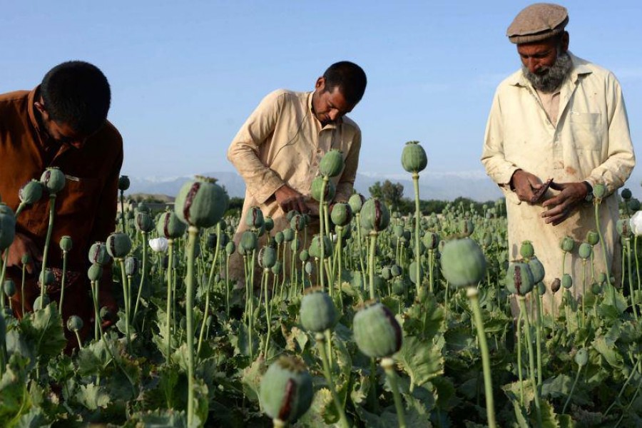 درآمد شش میلیارد دالری مواد مخدر افغانستان در سال ۲۰۱۷