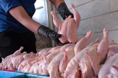 ازسرگیری صادرات گوشت مرغ ایران به افغانستان