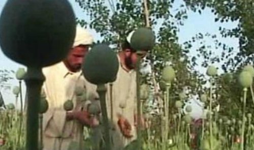 Poppy Cultivation, Drug Production Up By 90 Percent