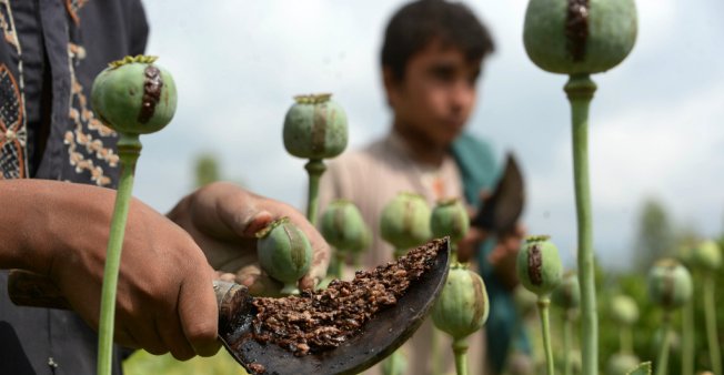Global opium and cocaine production at record highs, UN report says