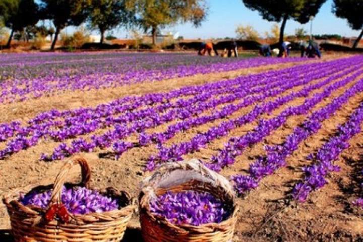 امریکا خواهان خرید زعفران هرات است