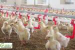 ایجاد فارم ۱۰ هزار قطعه‌ای پرورش مرغ‌های نسلی در خوست