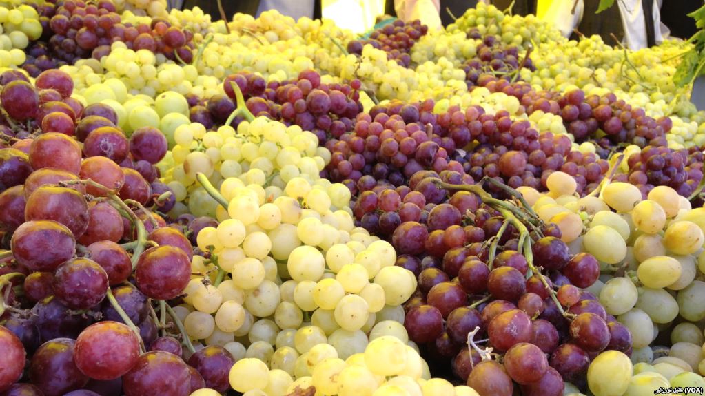 افزایش محصولات ۱۵ درصدی انگور در هرات