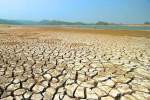 نابودی ده‌ها هکتار کشتزار للمی در خشکسالی‌های بلخ