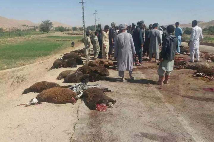 100 رأس گوسفند توسط تانک های نیروهای امنیتی تلف شدند