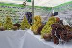 جشن انگور و عسل در هرات برگزار شد/ افزایش ۱۵ درصدی محصول انگور در هرات