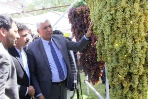 Annual Grapes Festival kicks off in Herat province of Afghanistan