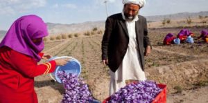 چین علاقمند بازار زعفران و جلغوزه افغانستان