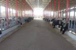 روزانه 150 هزار لیتر شیر گاو در ولایت قندهار تولید می‌شود