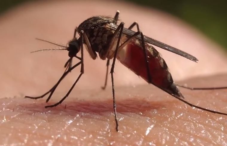 Malaria mosquitoes wiped out by gene drive technique, shows study