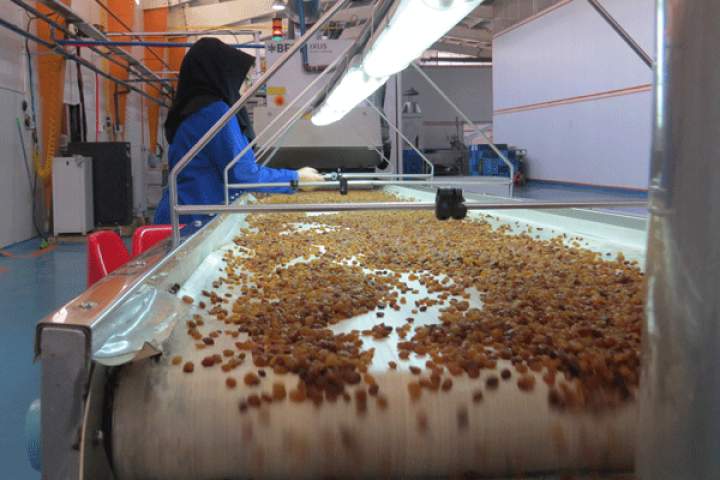 35 هزار تن کشمش در هرات تولید شد