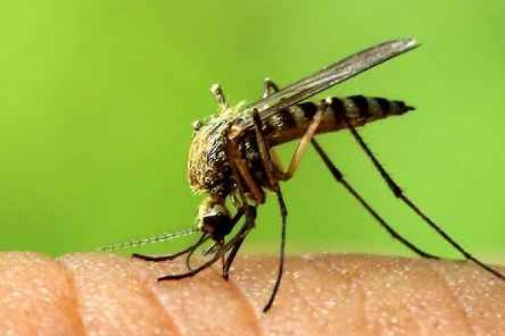 افزایش نگرا‌ن‌کننده ابتلا به ویروس زیکا در هند