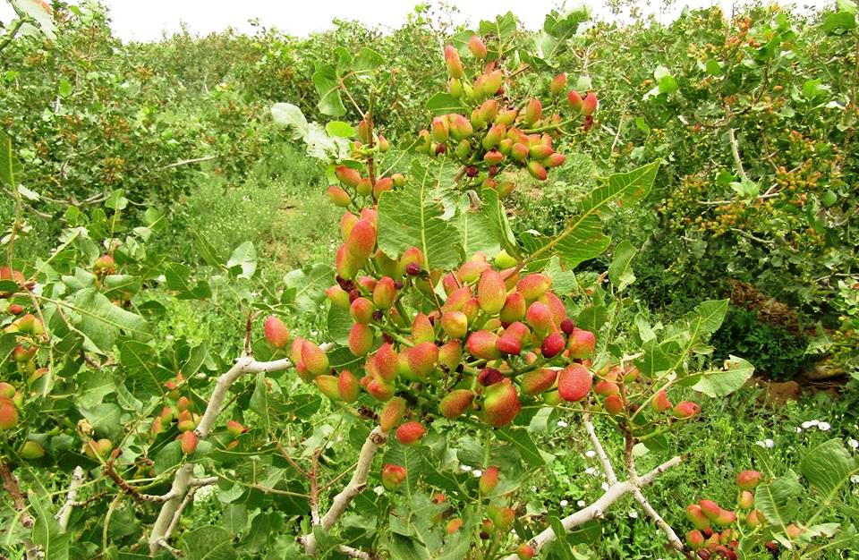 Pistachio harvest up by 100 tons in Badakhshan province: MAIL