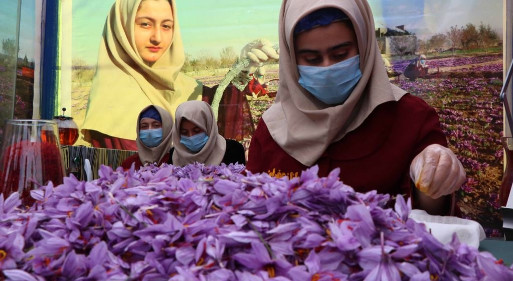 Afghanistan Hopeful about Replacing Opium Crops with Saffron