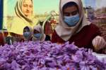 Afghanistan Hopeful about Replacing Opium Crops with Saffron