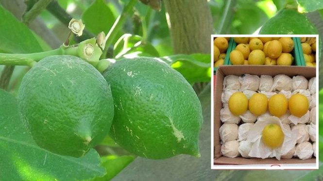 7 thousand metric tons of citrus fruit harvested from Nangarhar fields