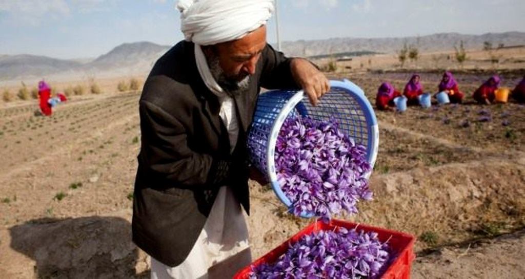 Turkey to purchase 300 kilograms of Saffron from Afghanistan