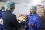 افتتاح کارخانه پرورش مرغ در بلخ