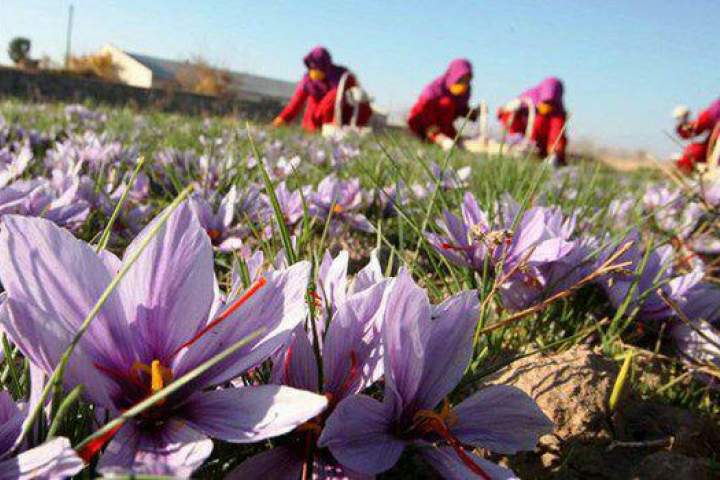 کاهش 40 درصدی قیمت زعفران / 80 درصد از تولید کنندگان زعفران هرات زنان هستند