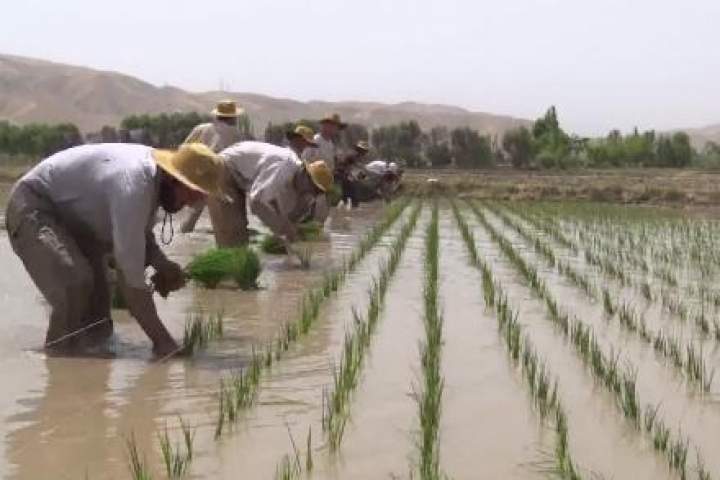 فراورده های برنج در کشور 4 درصد و زمین های زیر کشت، 7 درصد افزایش یافته است