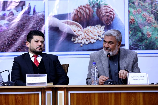 Afghanistan exports 1,300 tons of pine nuts last fiscal year