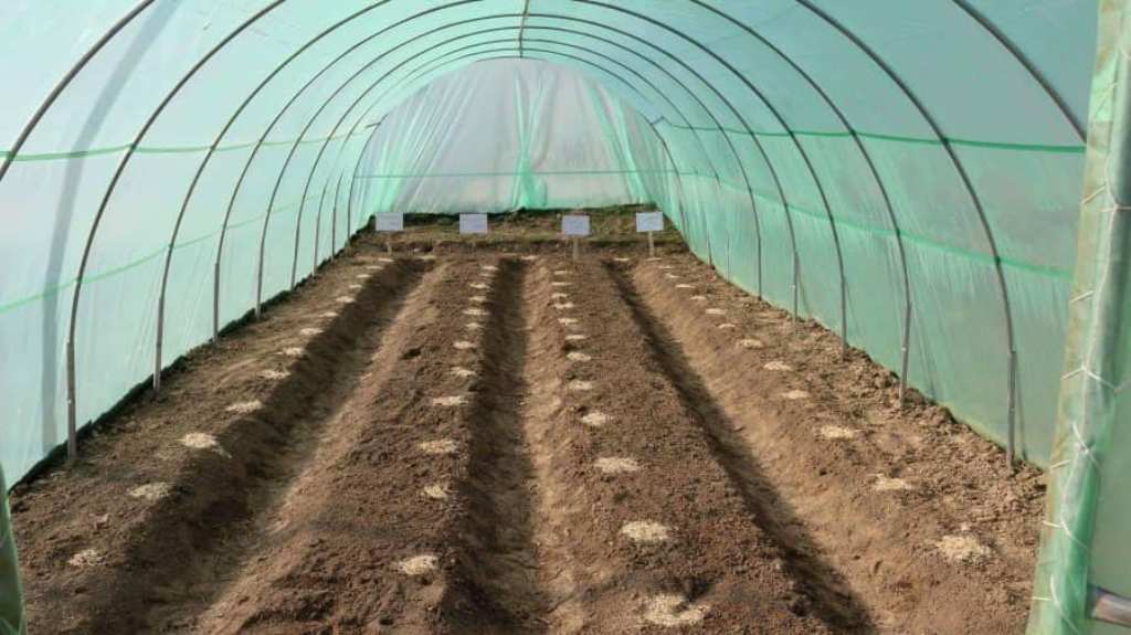 Agricultural Greenhouse Shade Nets distributed to 36 women in Baghlan