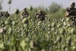 9 میلیارد دالر هزینه‌ای بر باد رفته در امر مبارزه با مواد مخدر در افغانستان