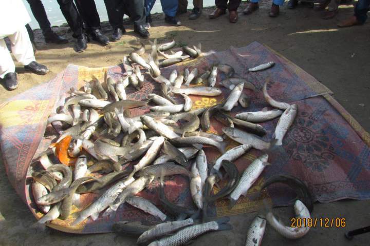 زمینه‌های ماهی‌پروری در بلخ بسیار مساعد است/ پرورش ماهی می‌تواند بیکاری را در این ولایت کاهش دهد