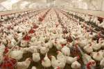 ماهانه 300 هزار تن گوشت و 5 میلیون تخم مرغ در هرات تولید می‌شود