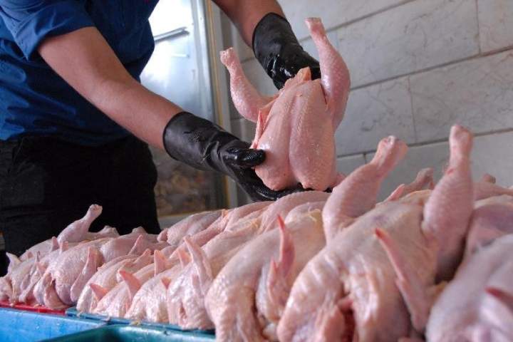 واردات مرغ و محصولات آن از ایران ممنوع شد