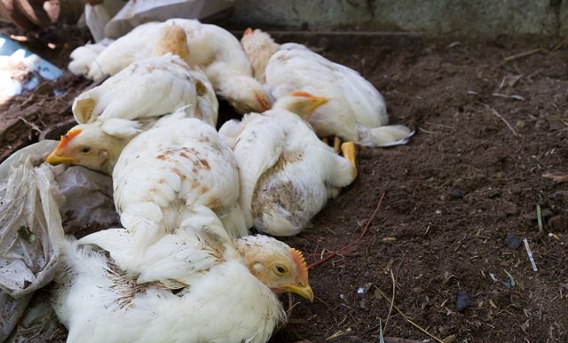 Afghanistan bans Iranian chicken imports